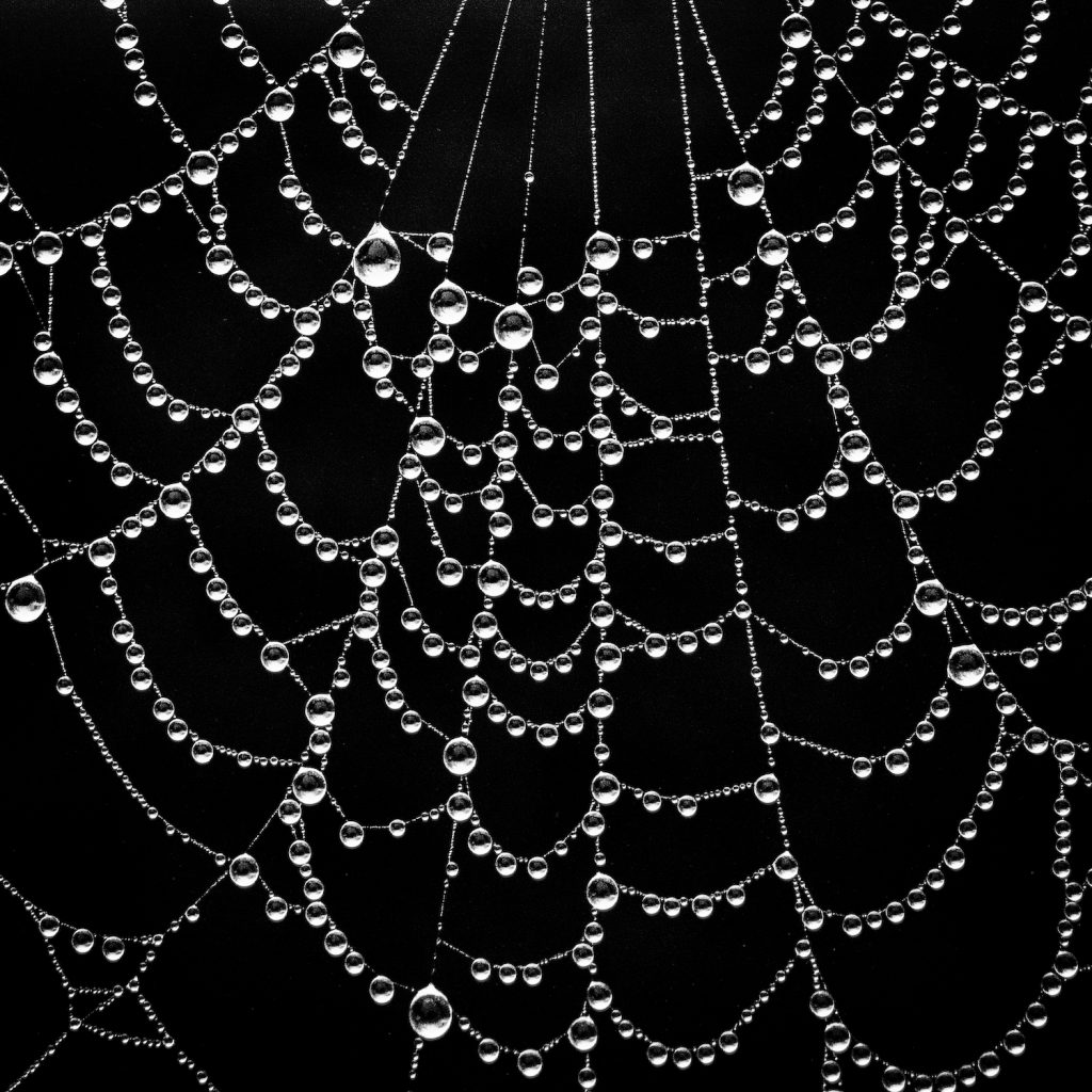 A delicate necklace of mist drops on a spider's web