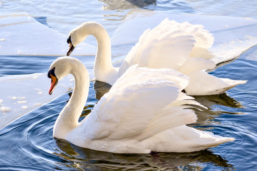 a pair of mute swans swim through icy water, Westport Lake.