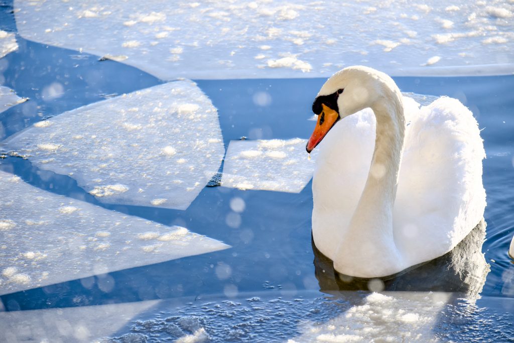 Swan swimming through icy water at Westport Lake, Stoke-on-Trent.