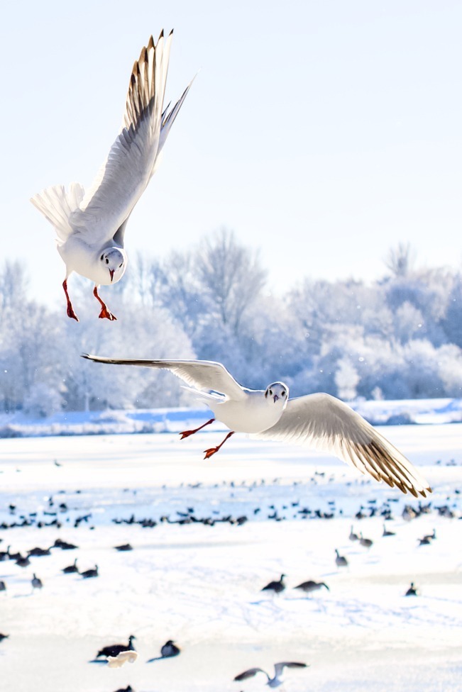 Black headed gulls fly over an icy Westport Lake.