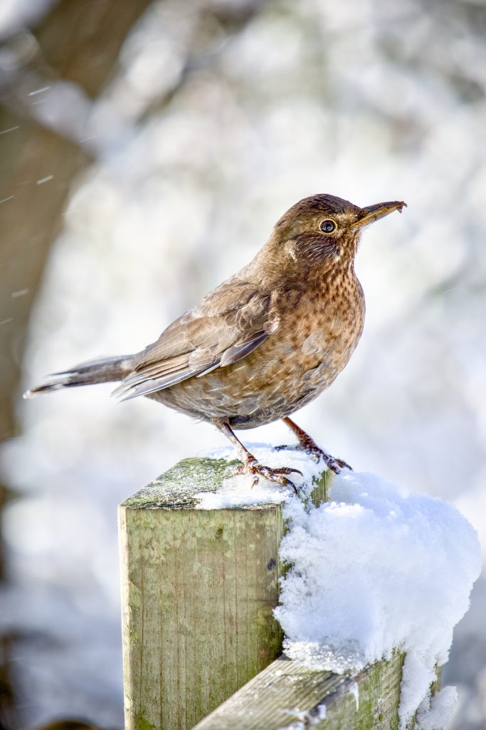 a blackbird sits on a fence post covered in snow, Westport Lake.