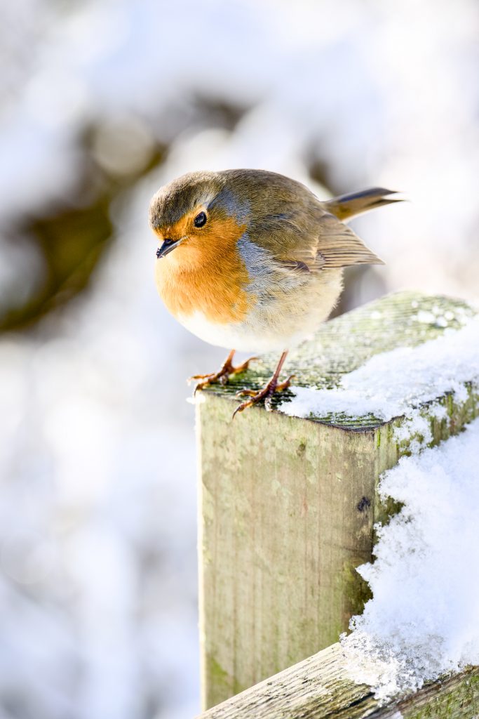 a robin perched on a fence post, Westport Lake.