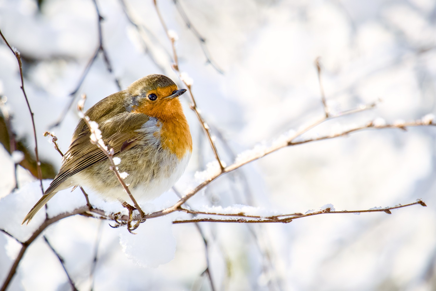 Wintering at Westport