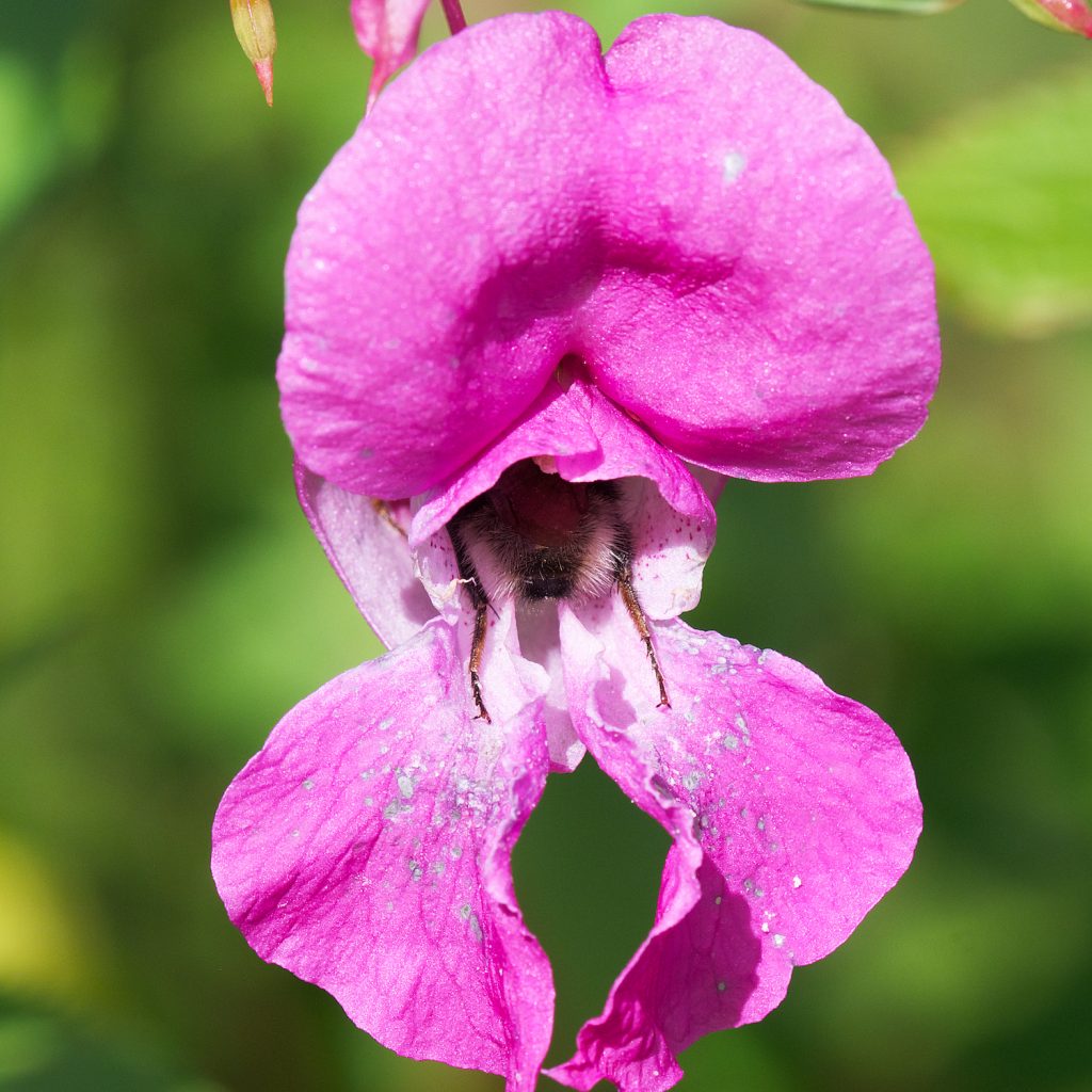 A bumblebee inserts itself into the flower of Himalayan Balsam.