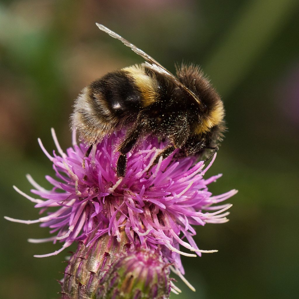 A bumblebee on a thistle.
