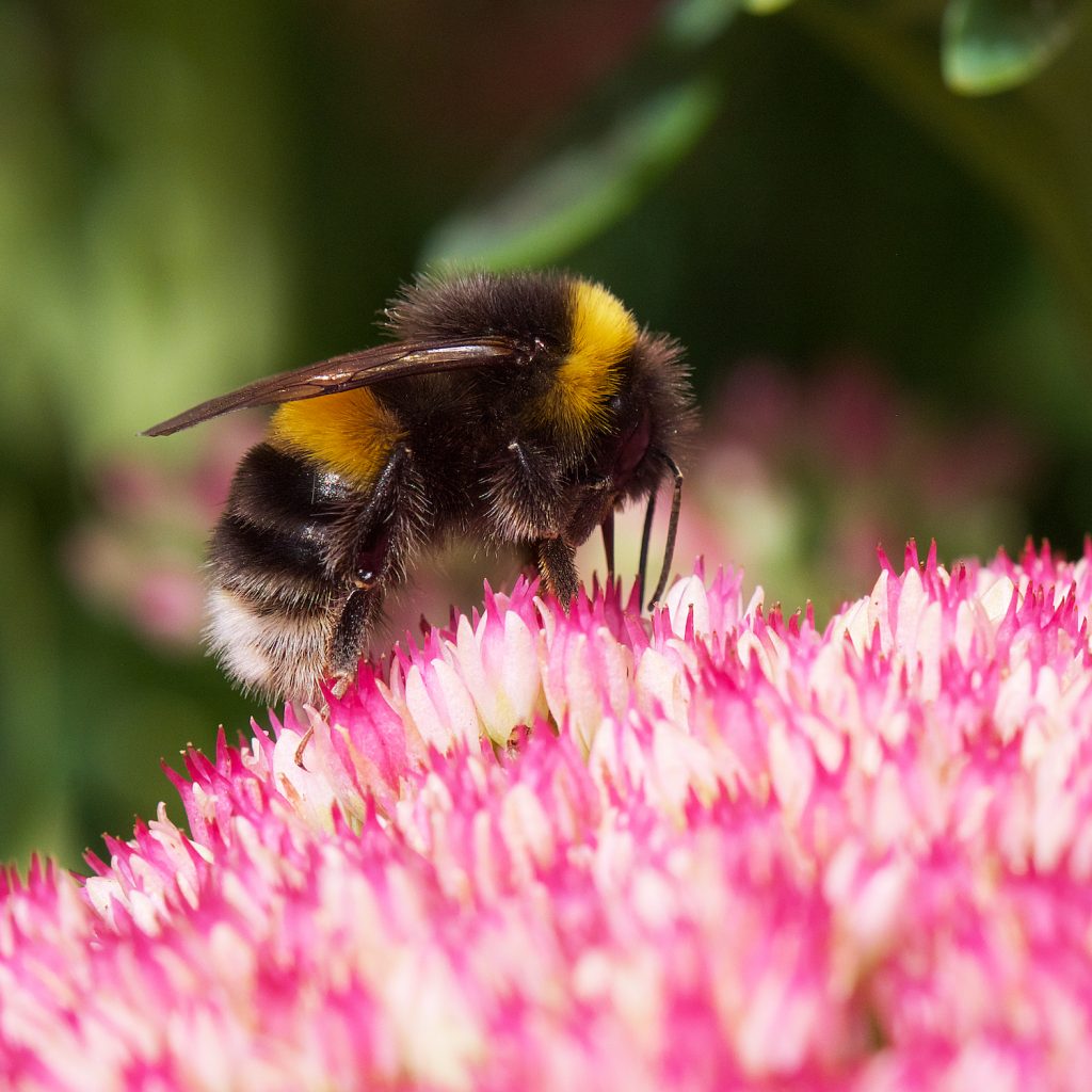 A White Tailed bumblebee on sedum.