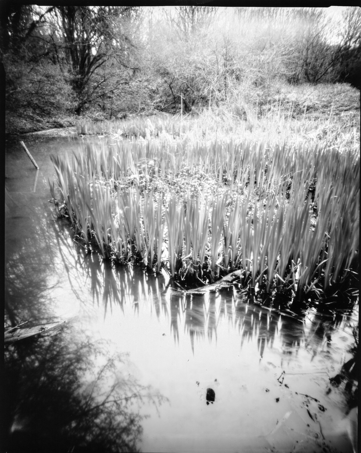 PINHOLE: Pond, Hartshill Nature Reserve