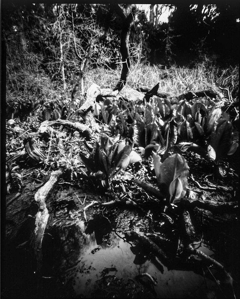 skunk cabbage plants in a pond, pinhole photograph from paper negative