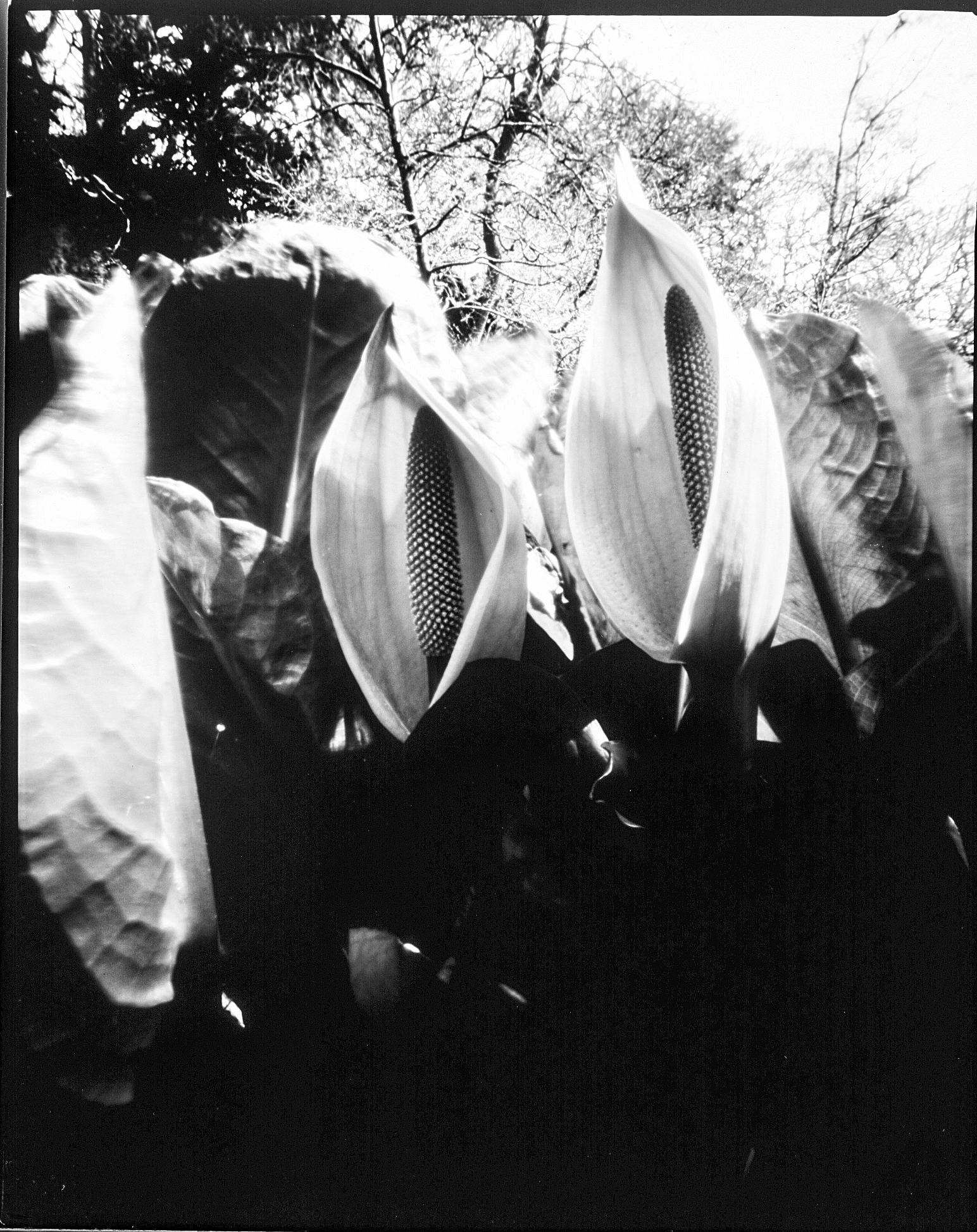 Skunk Cabbage